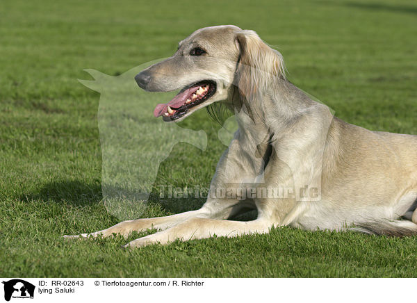 liegender / lying Saluki / RR-02643