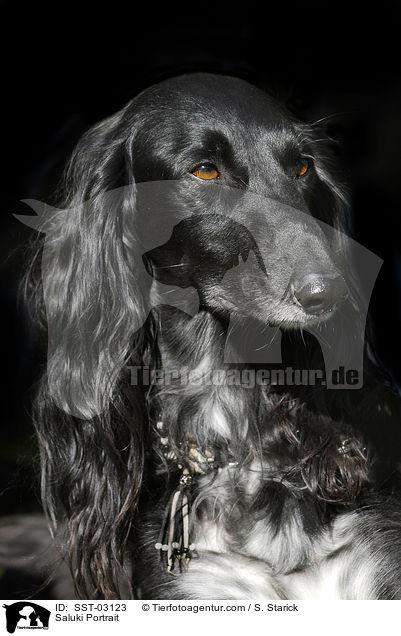 Saluki Portrait / SST-03123