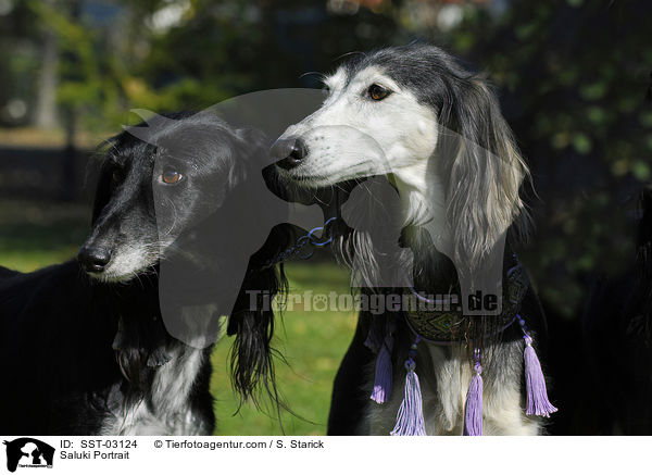 Saluki Portrait / Saluki Portrait / SST-03124