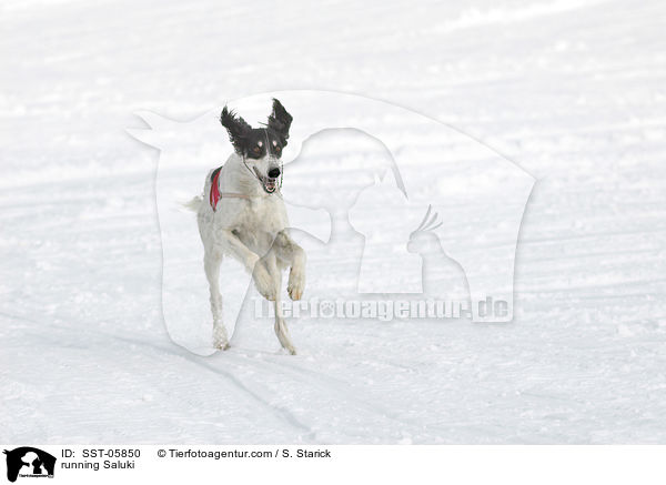 rennender Saluki / running Saluki / SST-05850