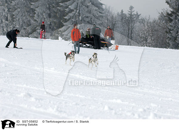 rennende Salukis / running Salukis / SST-05852