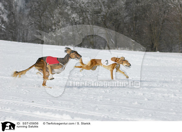 rennende Salukis / running Salukis / SST-05856