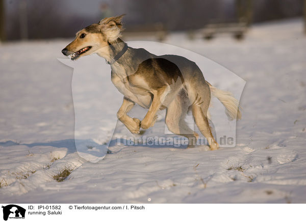 rennender Saluki / running Saluki / IPI-01582