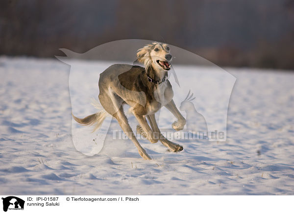 rennender Saluki / running Saluki / IPI-01587