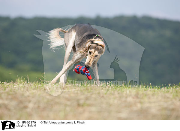 spielender Saluki / playing Saluki / IPI-02379