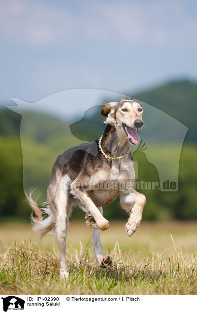 rennender Saluki / running Saluki / IPI-02390