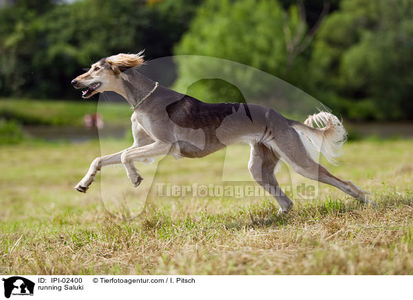 rennender Saluki / running Saluki / IPI-02400