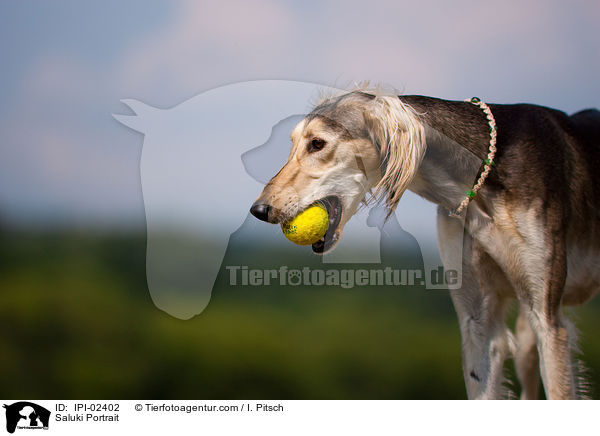 Saluki Portrait / Saluki Portrait / IPI-02402