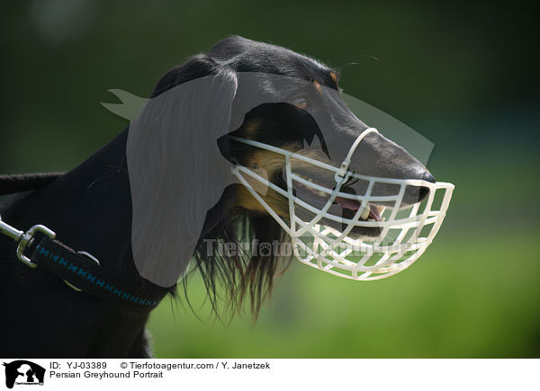 Saluki Portrait / Persian Greyhound Portrait / YJ-03389
