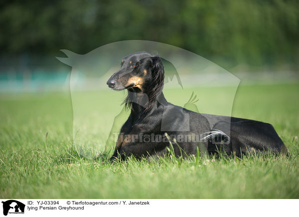 liegender Saluki / lying Persian Greyhound / YJ-03394