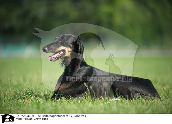 liegender Saluki / lying Persian Greyhound / YJ-03396