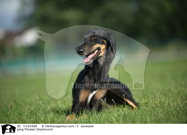 liegender Saluki / lying Persian Greyhound / YJ-03399