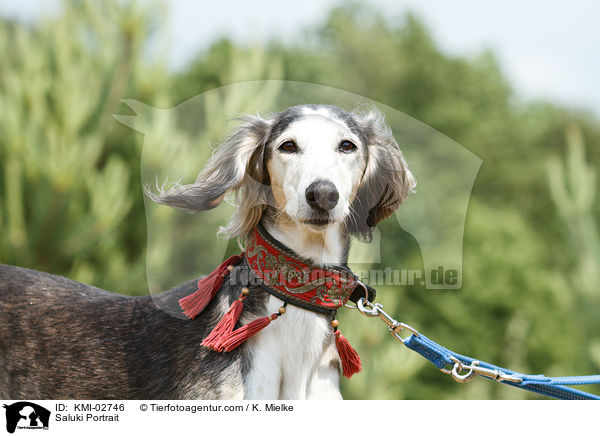 Saluki Portrait / Saluki Portrait / KMI-02746