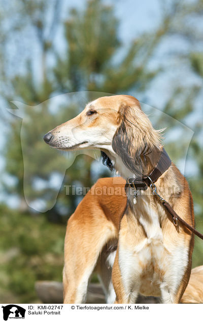 Saluki Portrait / Saluki Portrait / KMI-02747