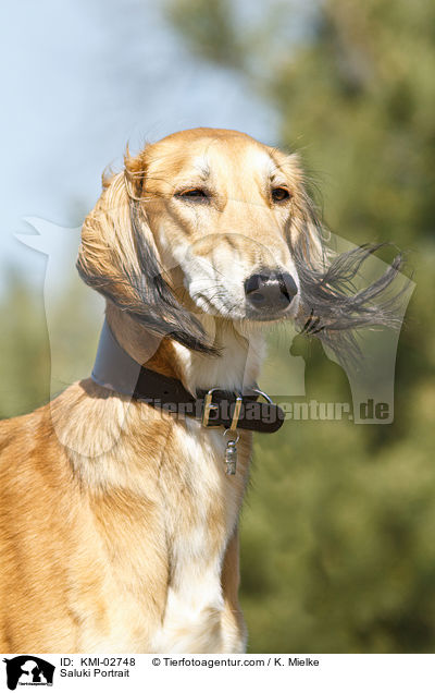 Saluki Portrait / Saluki Portrait / KMI-02748