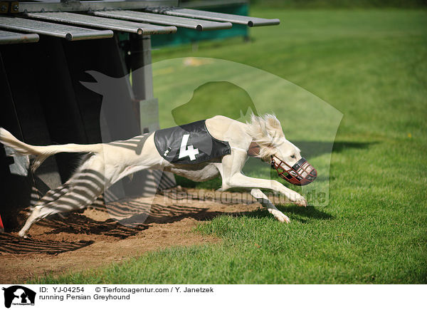 rennender Saluki / running Persian Greyhound / YJ-04254