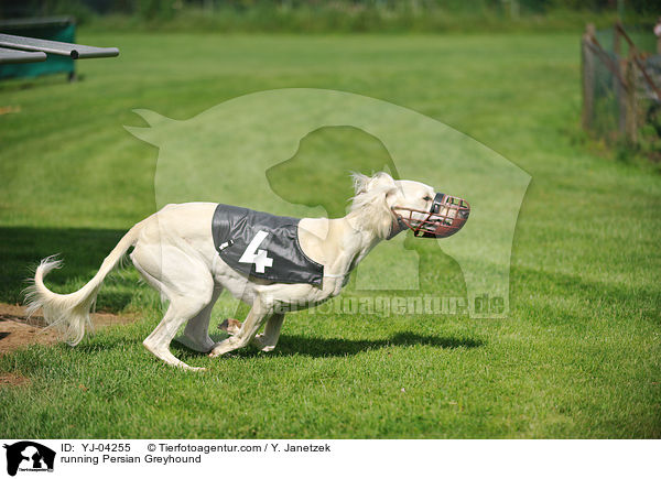 rennender Saluki / running Persian Greyhound / YJ-04255