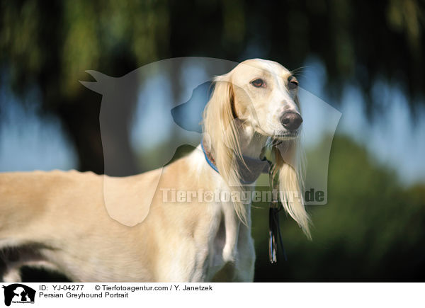 Saluki Portrait / Persian Greyhound Portrait / YJ-04277
