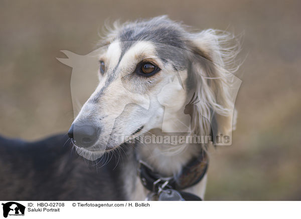 Saluki Portrait / Saluki Portrait / HBO-02708