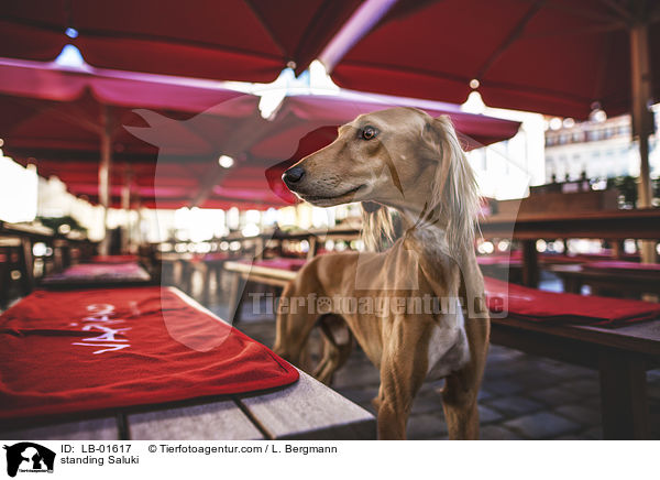 stehender Saluki / standing Saluki / LB-01617