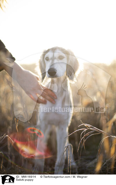 Saluki Welpe / Saluki puppy / MW-16914