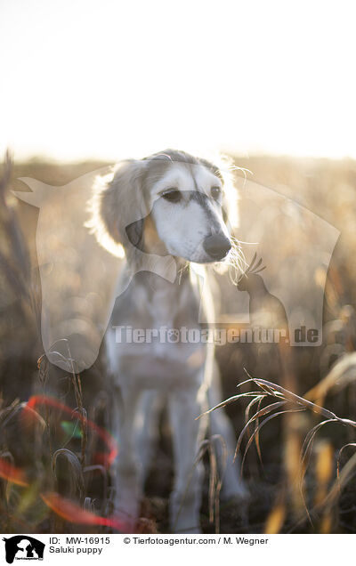 Saluki Welpe / Saluki puppy / MW-16915