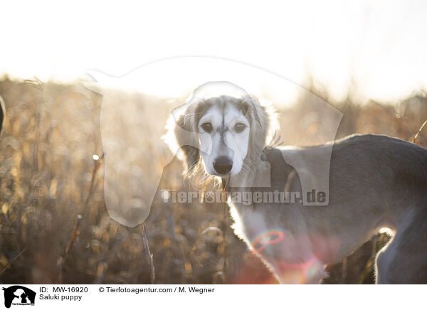 Saluki Welpe / Saluki puppy / MW-16920