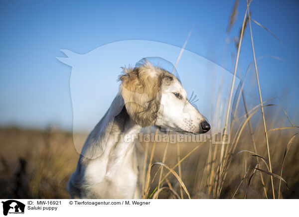 Saluki Welpe / Saluki puppy / MW-16921