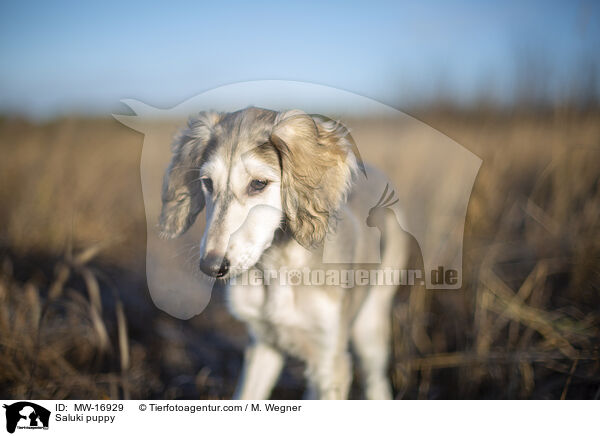 Saluki Welpe / Saluki puppy / MW-16929