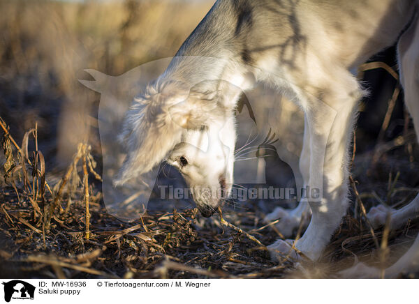 Saluki Welpe / Saluki puppy / MW-16936