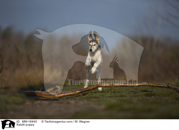 Saluki Welpe / Saluki puppy / MW-16940