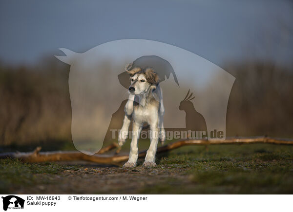 Saluki Welpe / Saluki puppy / MW-16943