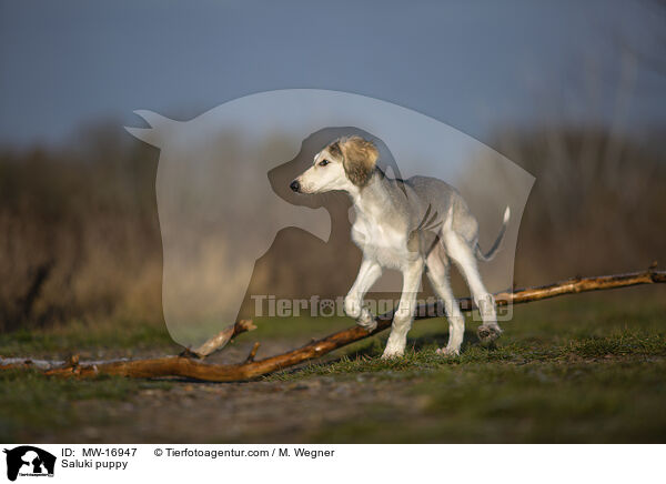 Saluki Welpe / Saluki puppy / MW-16947