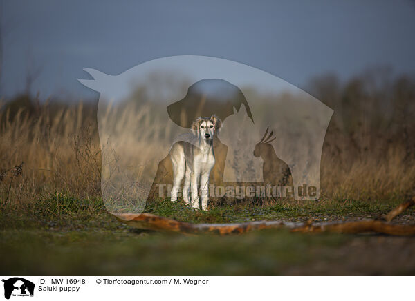 Saluki Welpe / Saluki puppy / MW-16948