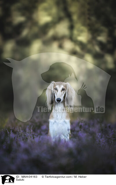 Saluki / Saluki / MAH-04163