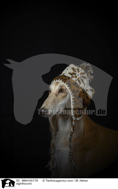 sighthound / MAH-04176