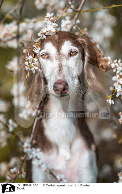 Saluki / Saluki / JEP-01010
