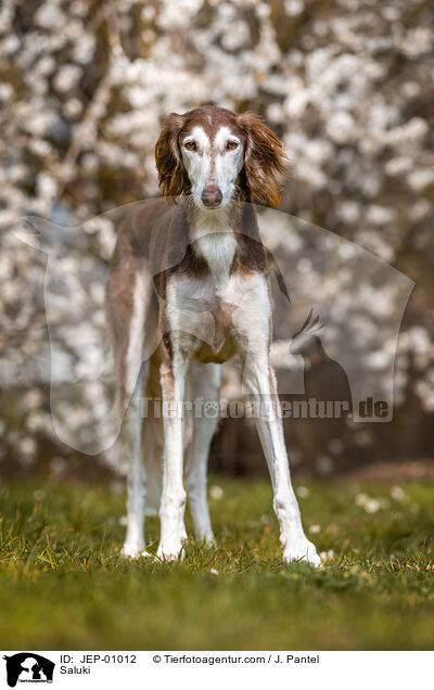 Saluki / Saluki / JEP-01012