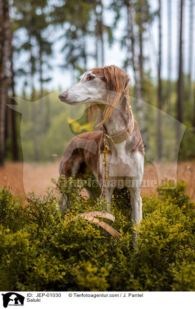 Saluki / Saluki / JEP-01030