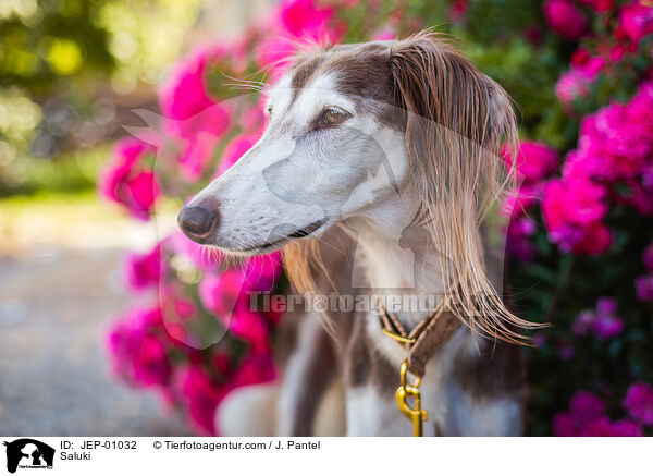 Saluki / Saluki / JEP-01032