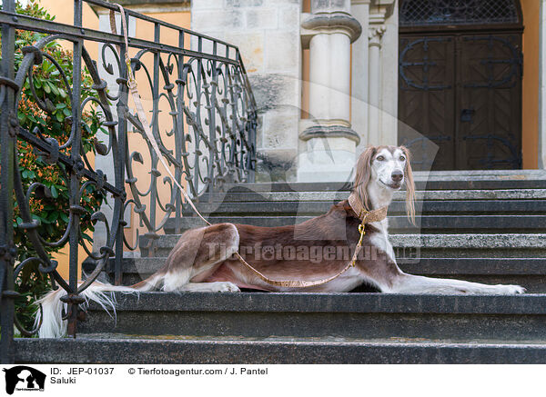 Saluki / Saluki / JEP-01037