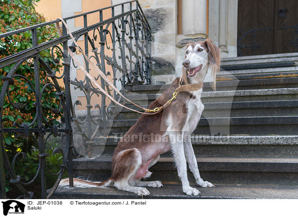 Saluki / Saluki / JEP-01038