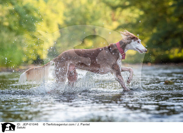 Saluki / Saluki / JEP-01046