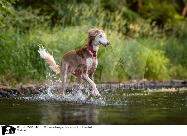 Saluki / Saluki / JEP-01048