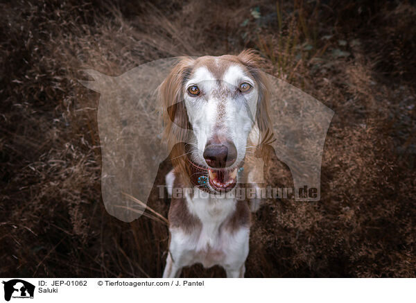 Saluki / Saluki / JEP-01062