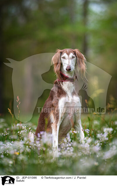 Saluki / Saluki / JEP-01086