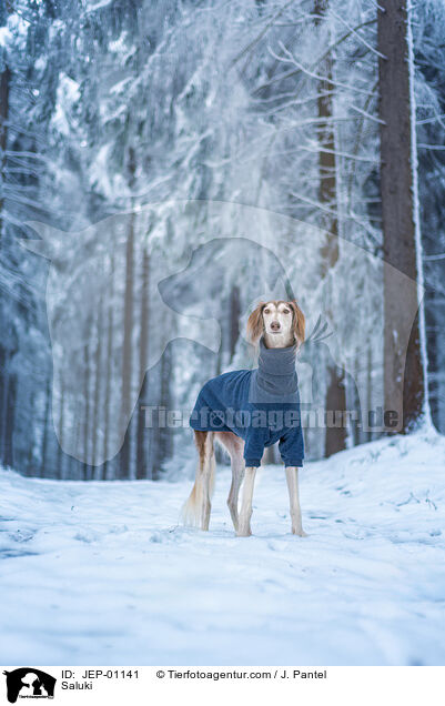 Saluki / Saluki / JEP-01141
