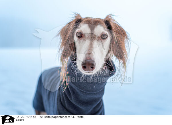 Saluki / Saluki / JEP-01152