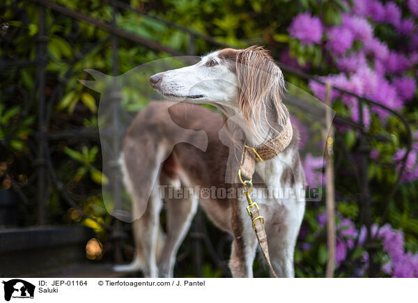 Saluki / Saluki / JEP-01164