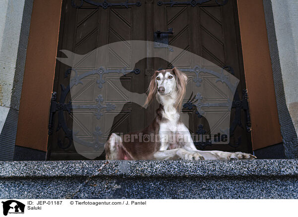 Saluki / Saluki / JEP-01187